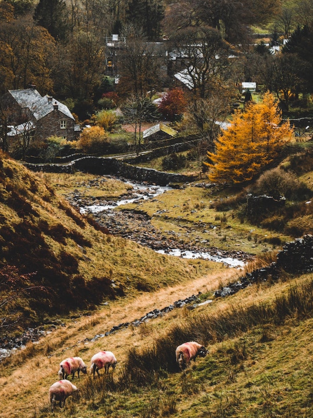 View of the farm near the restaurant with grazing animals.