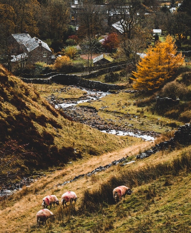 View of the farm near the restaurant with grazing animals.