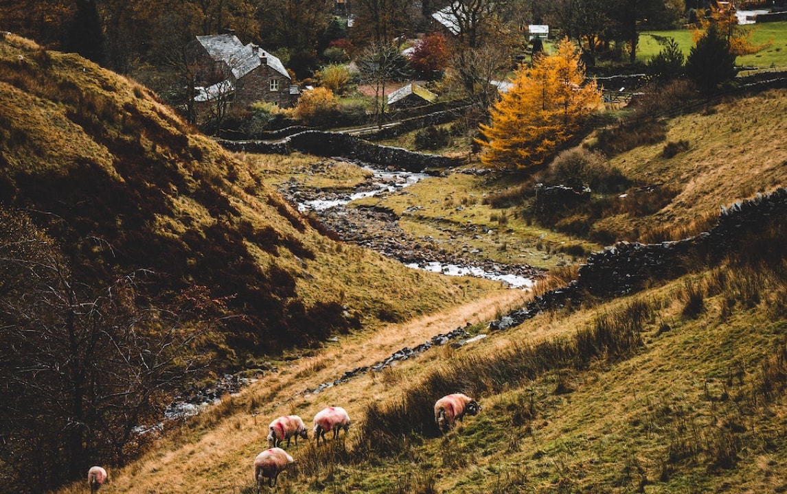 View of the farm near the restaurant with grazing animals.